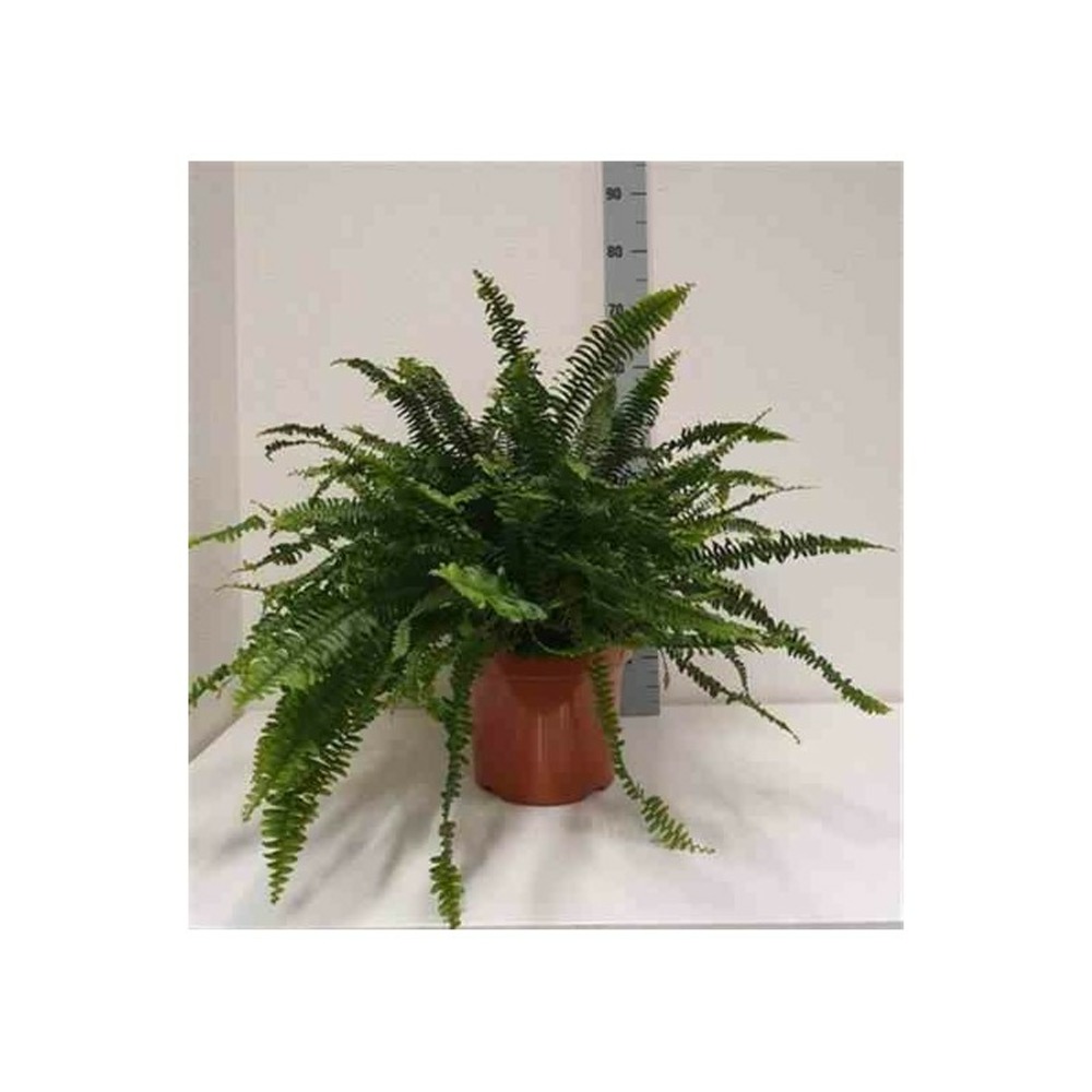 Nephrolepis exaltata green lady (fougères d'intérieur) taille pot de 2 litres - 20/60 cm