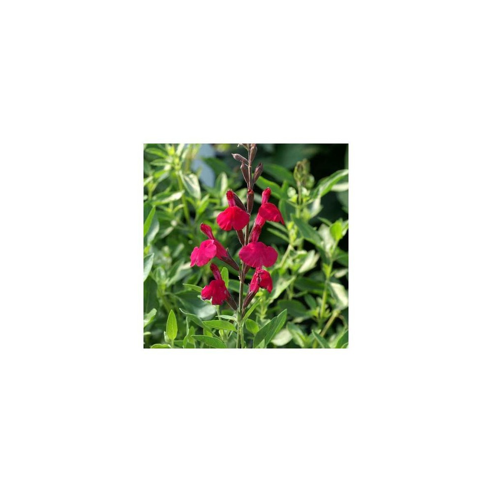 Sauge x jamensis raspberry royale/salvia x jamensis raspberry royale[-]godet
