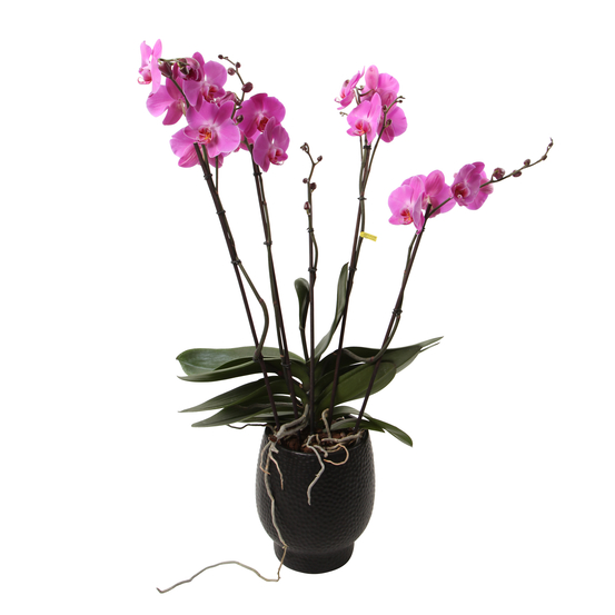 Orchidée Phalaenopsis Theatro' 4 tiges - cache-pot noir