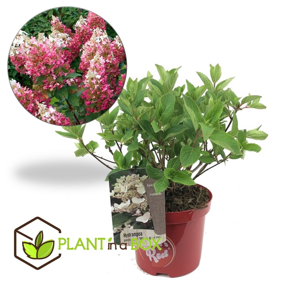 Hortensia paniculata wim's red - hortensia - x2 - pot 19cm - hauteur 25-40cm