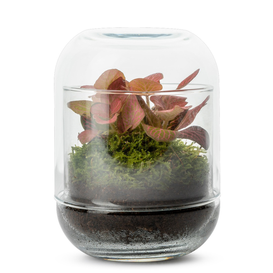 Terrarium fermé autonome capsule Fittonia
