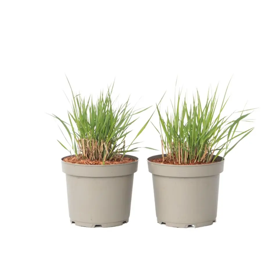 Vingergras - Set van 2 - Panicum virgatum 'Heavy Metal' - Hoogte 40-60cm - ⌀23cm