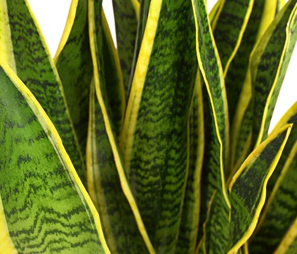 Bogenhanf - Sansevieria trifasciata var.