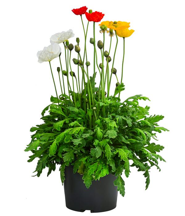 Island-Mohn
