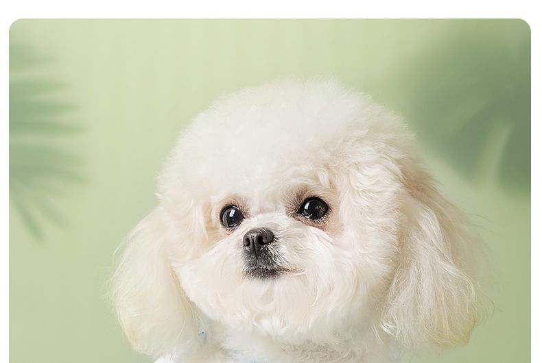Cissilli - Bloemen Pet Top