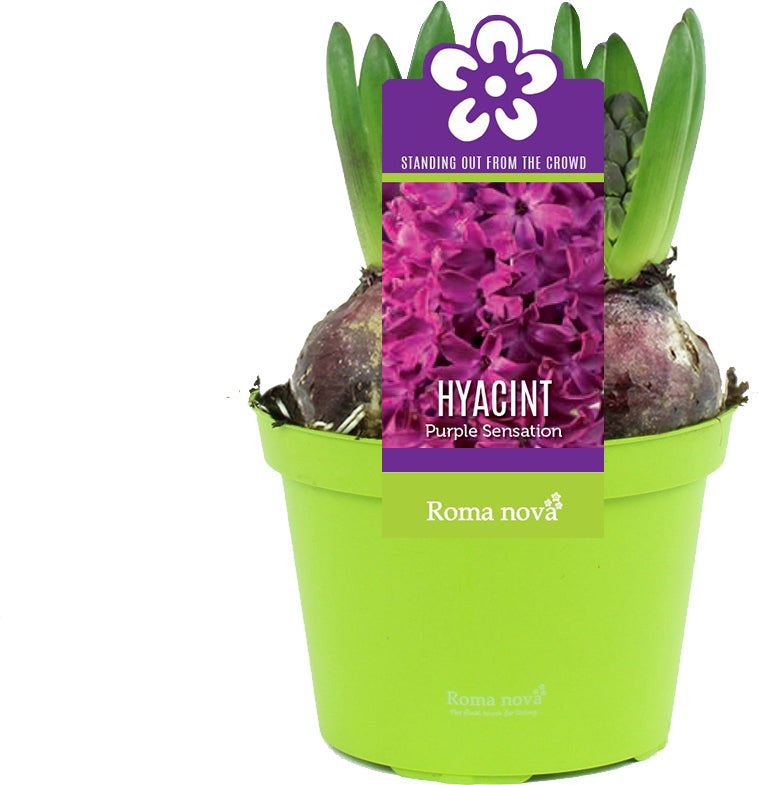 Hyacint (Hyacint 'Purple Sensation') D 12 H 12 cm