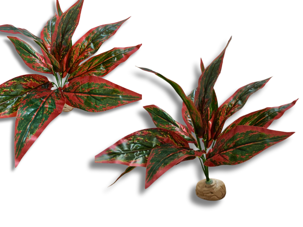 Planta de amaranto para decoração de terrário