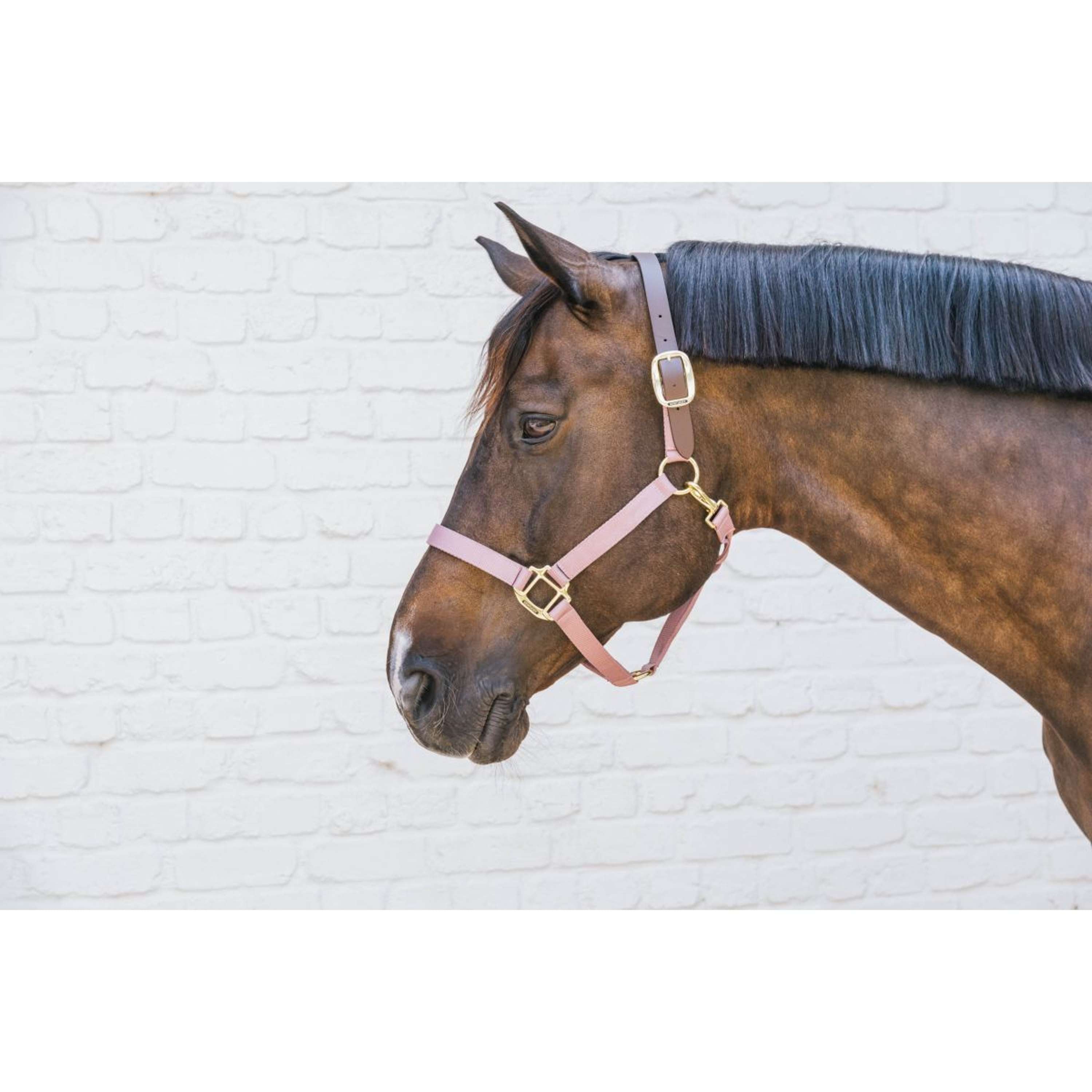 Kentucky Halster Nylon Breakaway Oud Roze