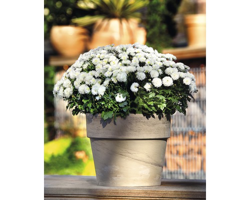 Spang Calima klei plantenpot Ø 31 H 27 cm basalt
