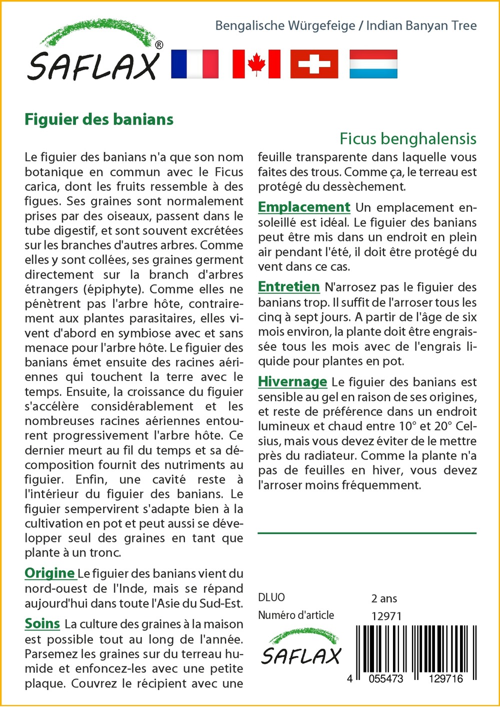 Figuier des banians - 20 graines - avec substrat - ficus benghalensis
