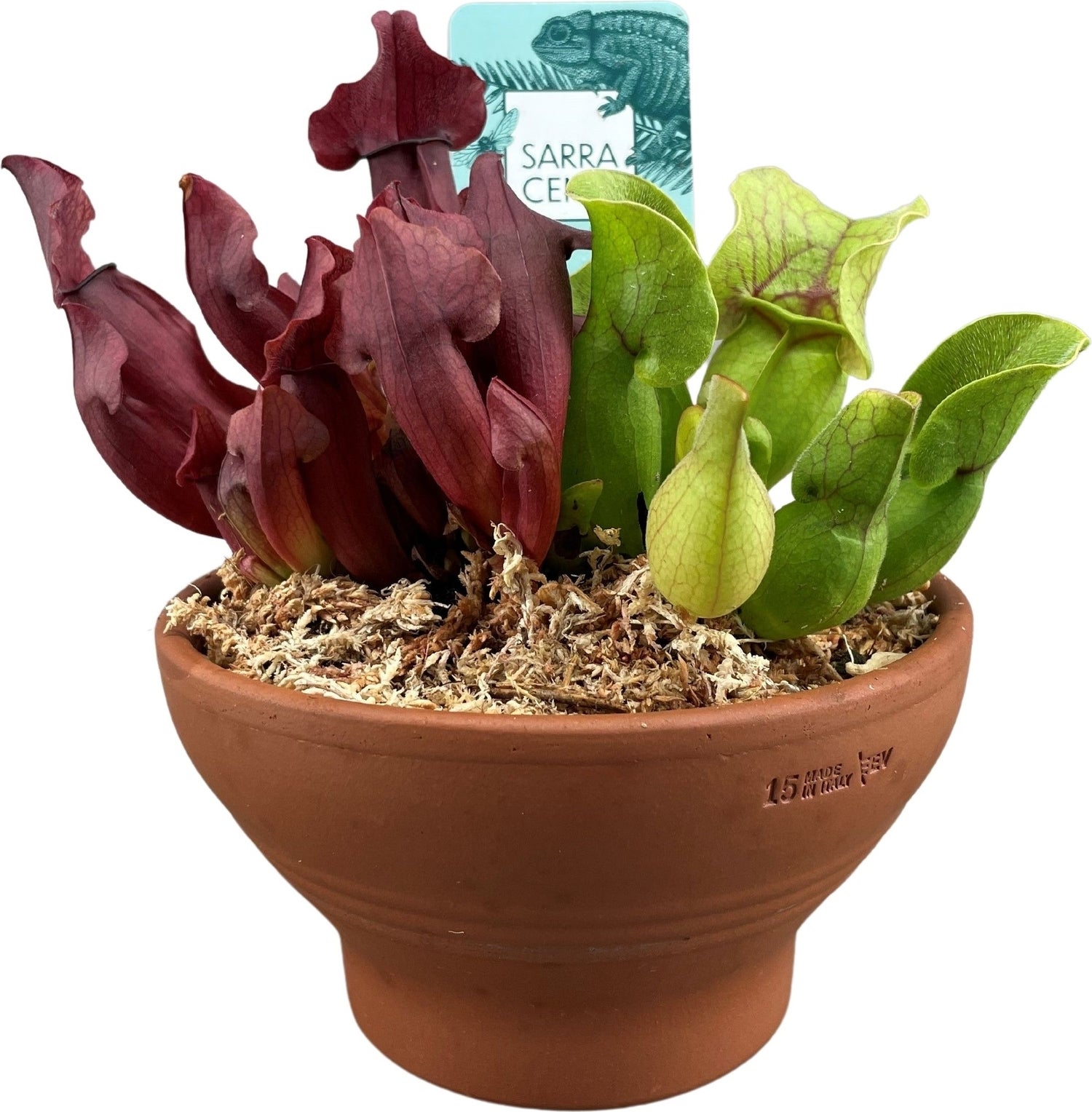 Intratuin Arrangement vleesetende planten in terracotta D 20 H 30 cm
