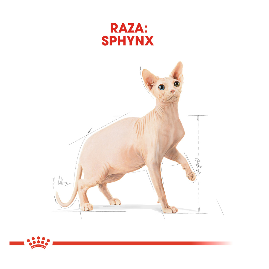 Ração Royal Canin Adult Sphynx para gatos