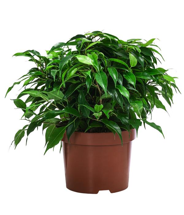 Birkenfeigen-Set - Ficus benjamini, 2-teilig