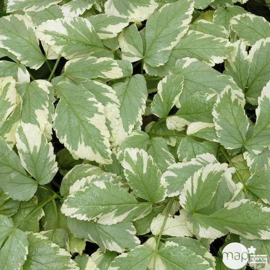 Herbe aux goutteux : godet