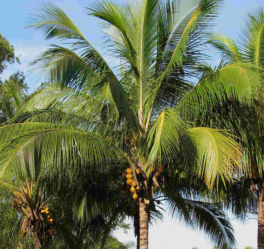 Cocos nucifera (véritable cocotier) taille pot de 4 litres - 140/160 cm