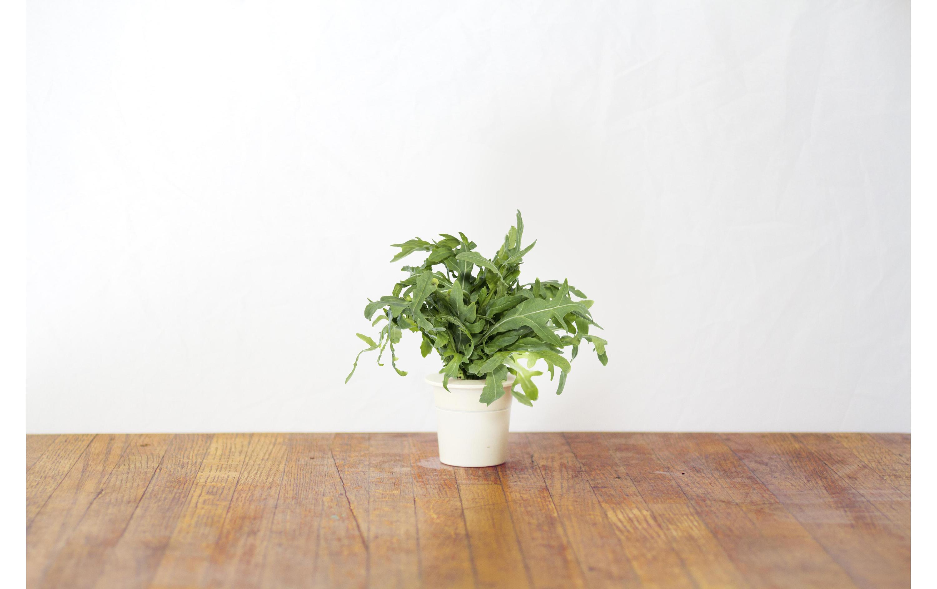 Samen BlattsenfNachfüllpackung zum Smart Herb Garden