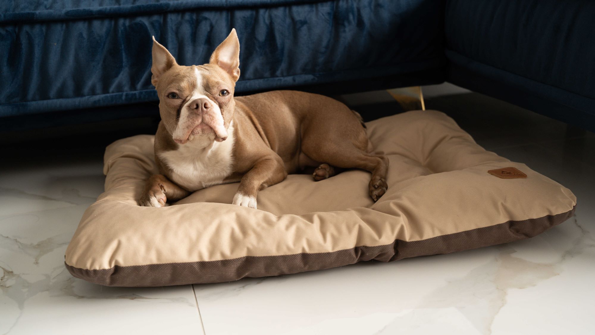 Animood Hundebett-Kissen Mort cappuccino L Tierbett Tiersofa