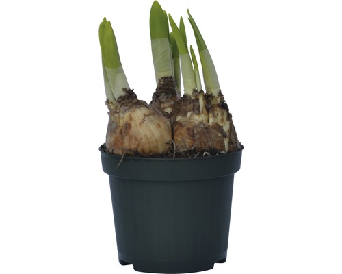 Narcis, Paasklok FloraSelf Narcissus pseudonarcissus 'Tete a Tete' Ø 9 cm pot