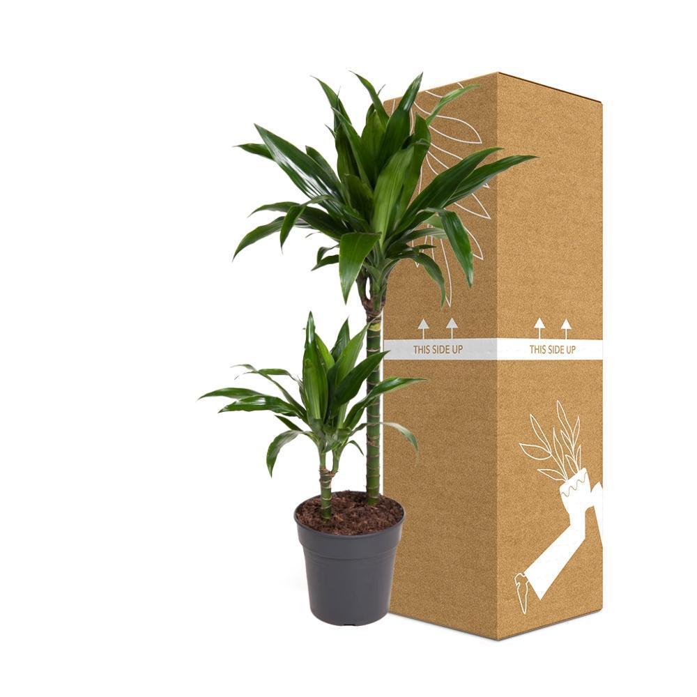 Plante d'intérieur - dracaena 'fragrans janet craig' 100.0cm