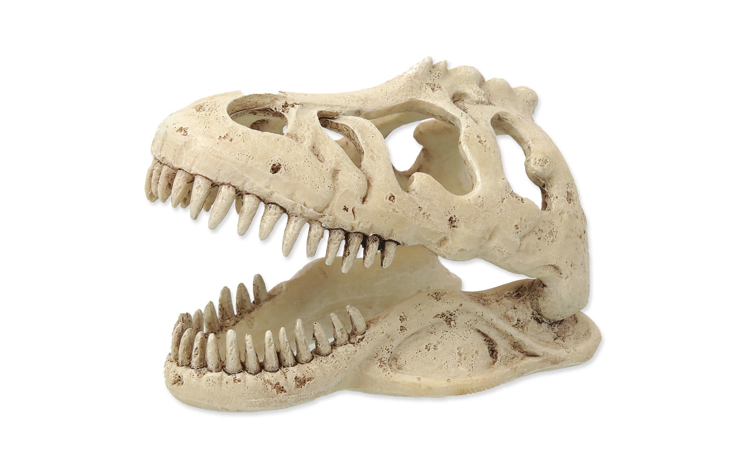 Dekoschädel T-RexKünstliche Dekoration
