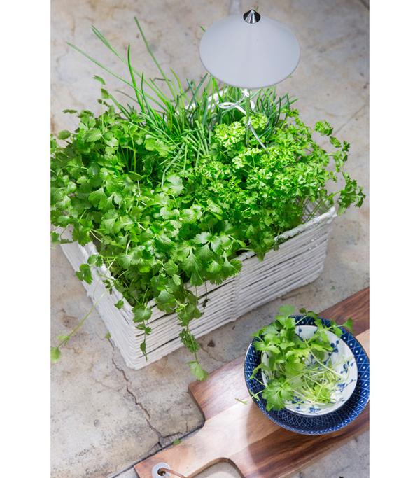 Venso LED-Pflanzenlampe