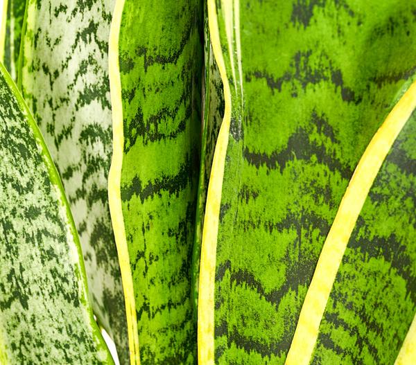 Bogenhanf - Sansevieria trifasciata var.