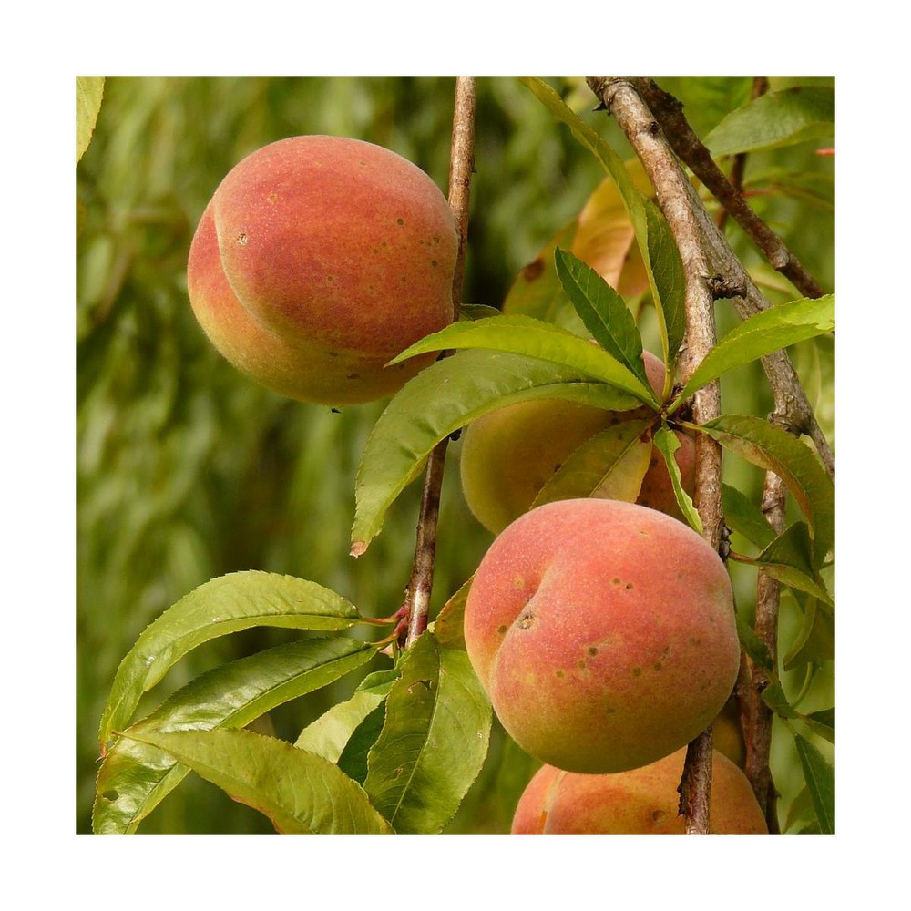 Pêcher persica amsden syn. Mayflower/prunus persica amsden syn. Mayflower[-]pot de 10l - gobelet 2 ans