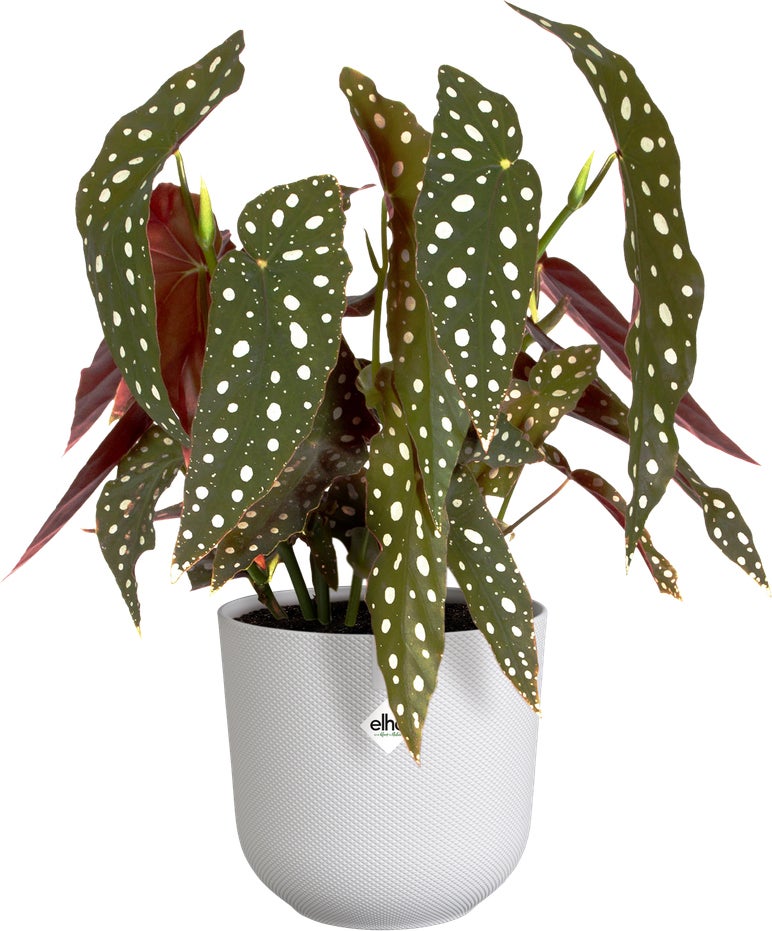 Elho bloempot Jazz wit D 16,5 H 15,3 cm