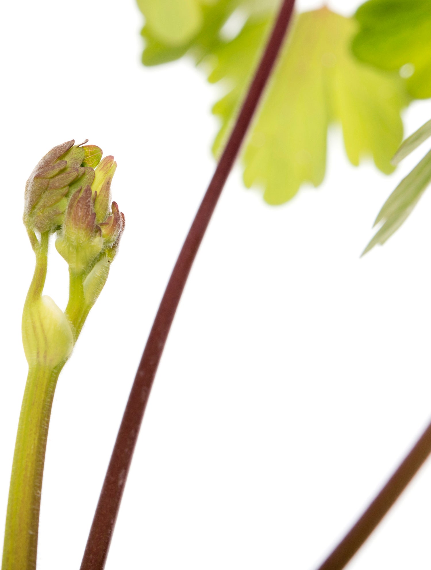 Akelei (Aquilegia alpina) D 11 H 40 cm