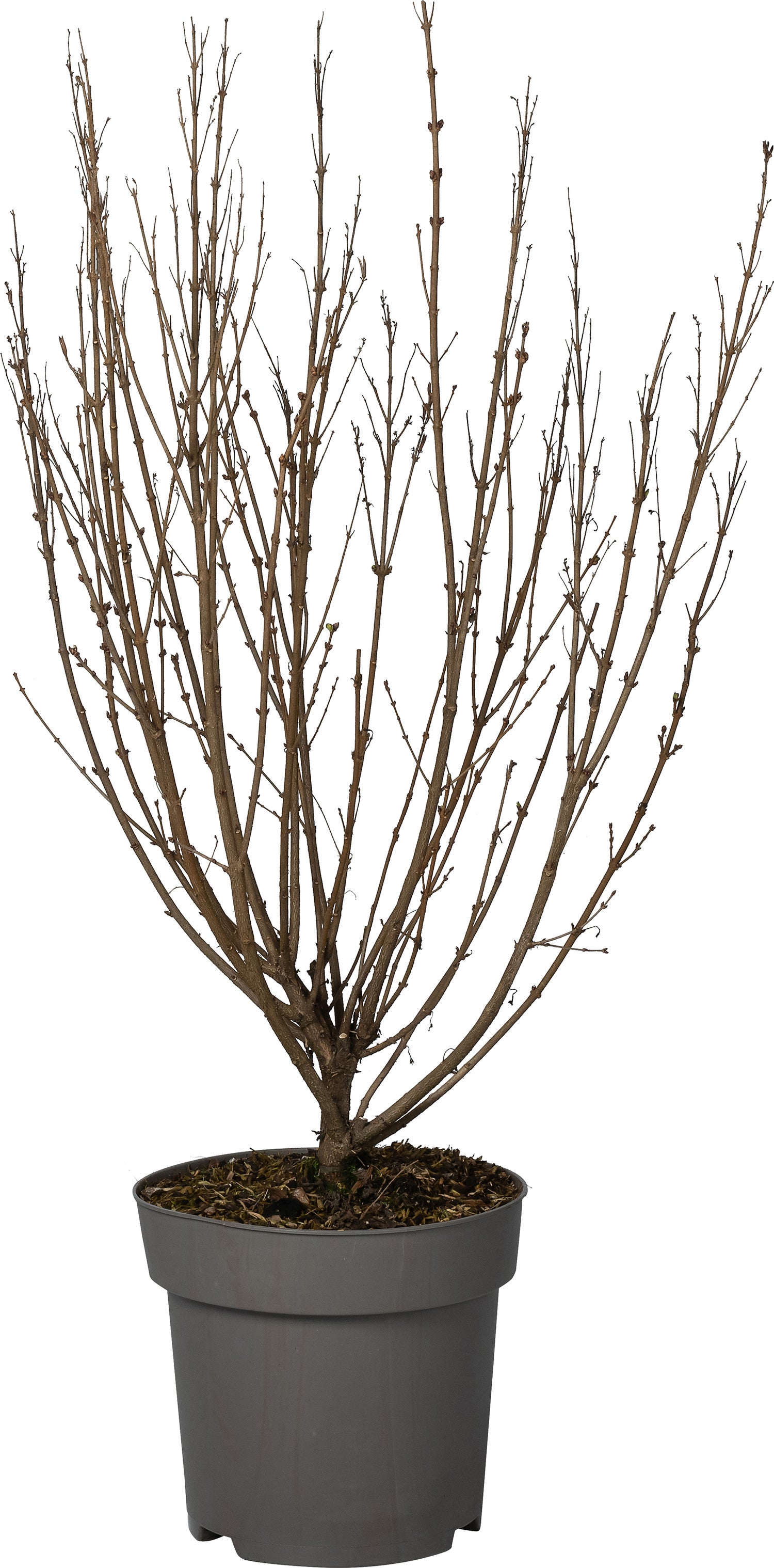 Dwergsering (Syringa 'Sugar plum Fairy') D 28 H 40 cm