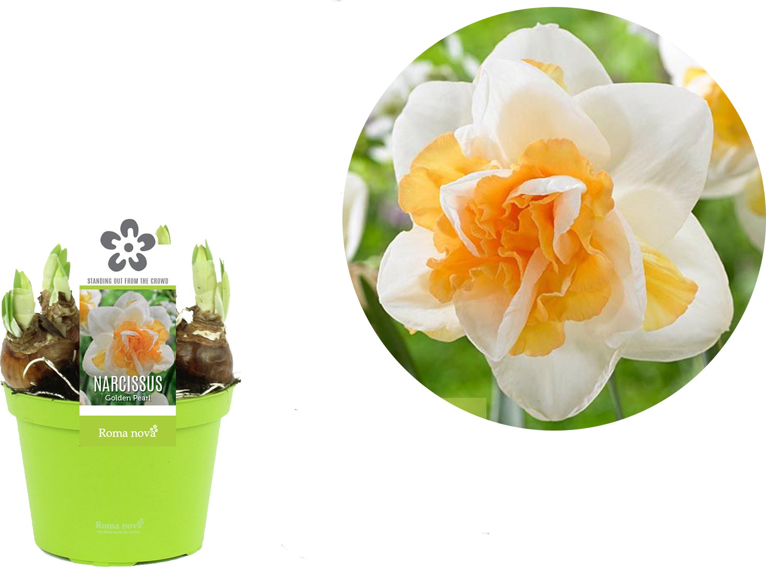 Narcis (Narcissus 'Golden Pearl') D 12 H 14 cm