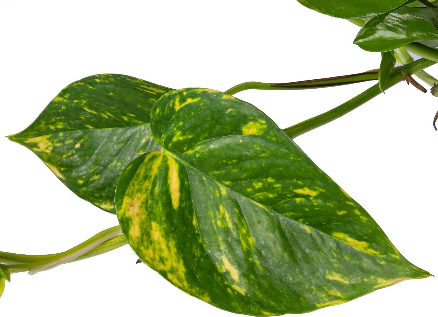 Drakenklimop in hangpot (Epipremnum pinnatum 'Aureum') D 15 H 40 cm