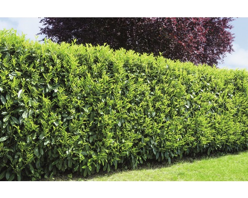 Portugese laurier FloraSelf Prunus lusitanica 'Angustifolia' H 60-80 cm Co 5 L Minimale bestelhoeveelheid 25 stuks voor ca. 10 m haag