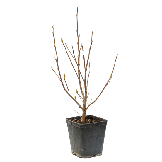 Magnolia soulangeana Alexandrina : conteneur rond carré de 5 L