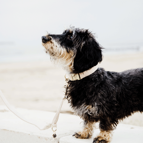 Kentucky Dogwear Hondenhalsband Wool