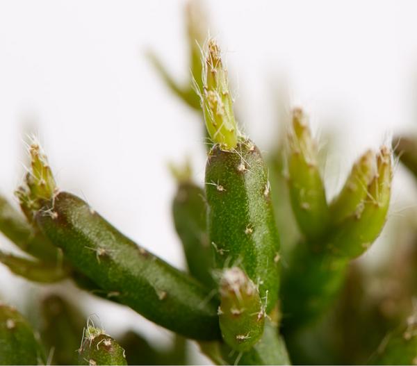 Binsenkaktus - Rhipsalis cultivars,