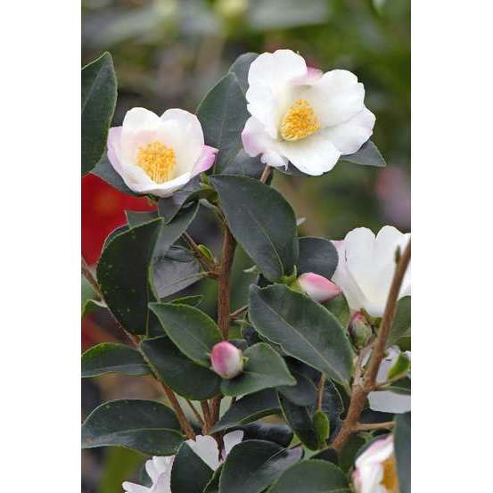 Camellia 'Yoimachi' : H 40/50 cm, ctr 4 Litres