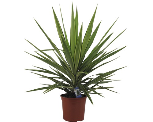Palmlelie Yucca elephantipes 'Jewel' H 30-40 cm Ø 20 cm pot