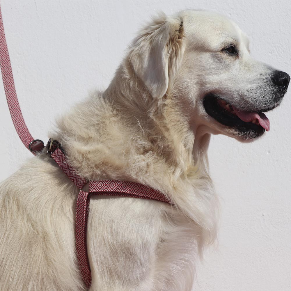 Coleira para cães artesanal Ladran Gaucho Mambo