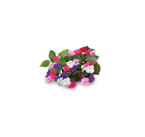 Click & Grow Smart Garden refill Busy Lizzie 3stk