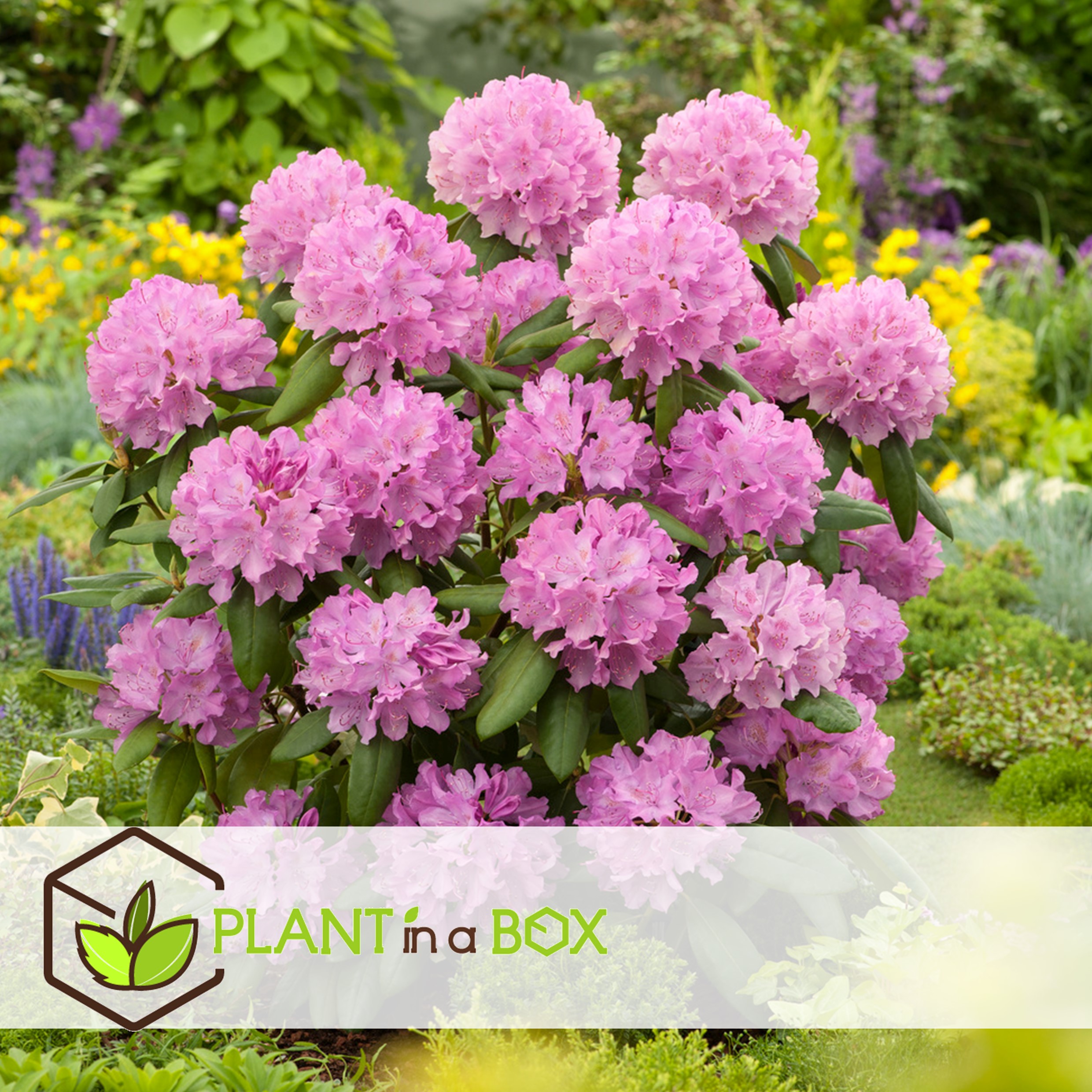 Rhododendron 'elegans pink' rose - set de 3 - pot 9cm - hauteur 25-40cm
