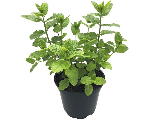 Organic Hugo Mint FloraSelf Organic Mentha 'Hugo' Ø 12 cm pot
