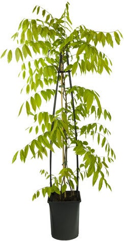 Blauwe regen (Wisteria brachybotrys 'Yokogama Fuji') D 21 H 175 cm