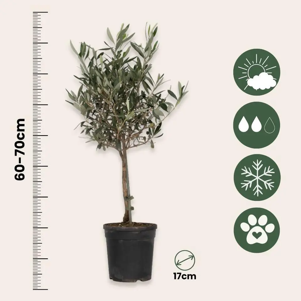 Olijfboom - Olea europaea - Hoogte 60-70cm - ⌀17cm