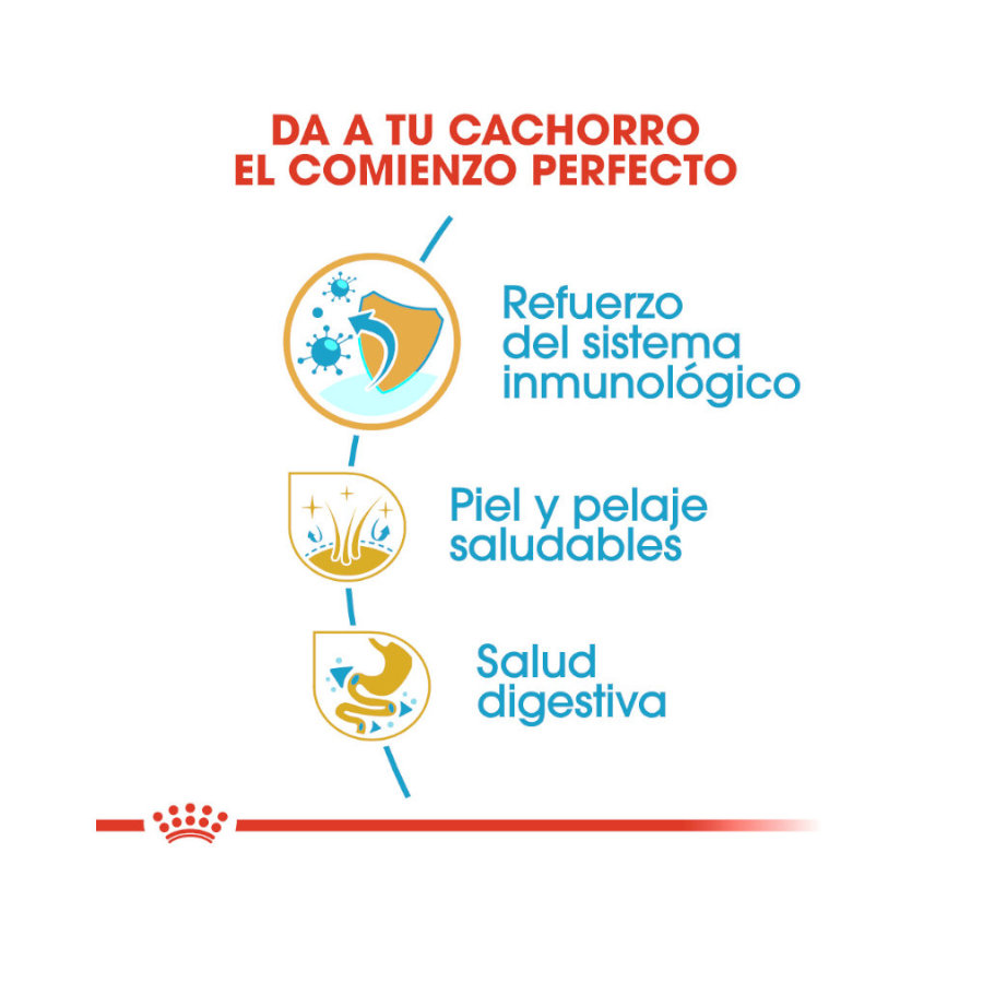 Ração Royal Canin para filhotes de Golden Retriever