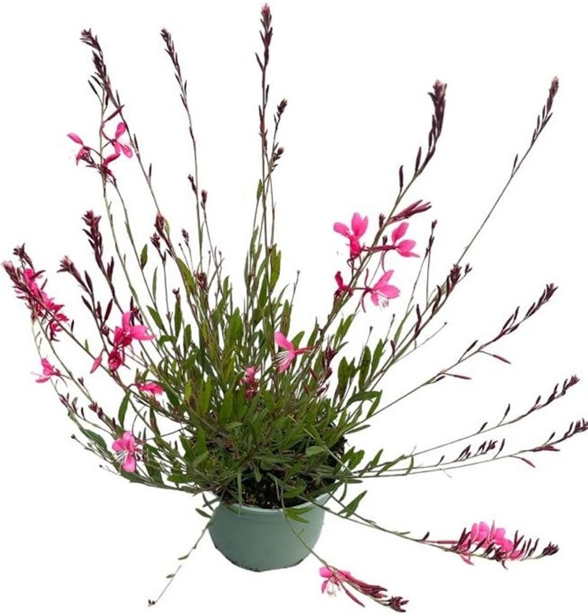 Lindheimers prachtkaars (Gaura lindheimeri 'Siskiyou Pink') D 17 H 45 cm
