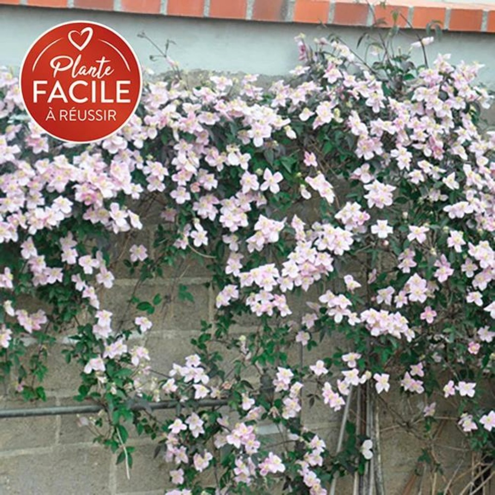 Clématite 'rubens' - clematis montana 3l
