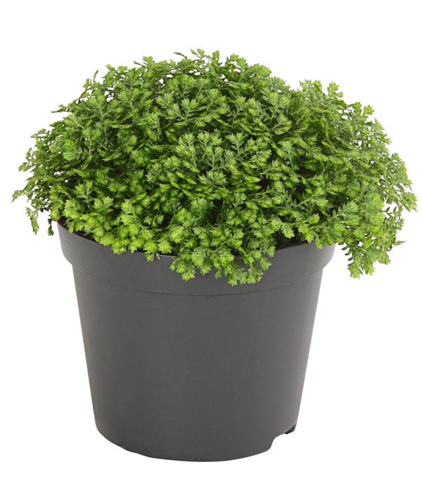 Moosfarn - Selaginella apoda