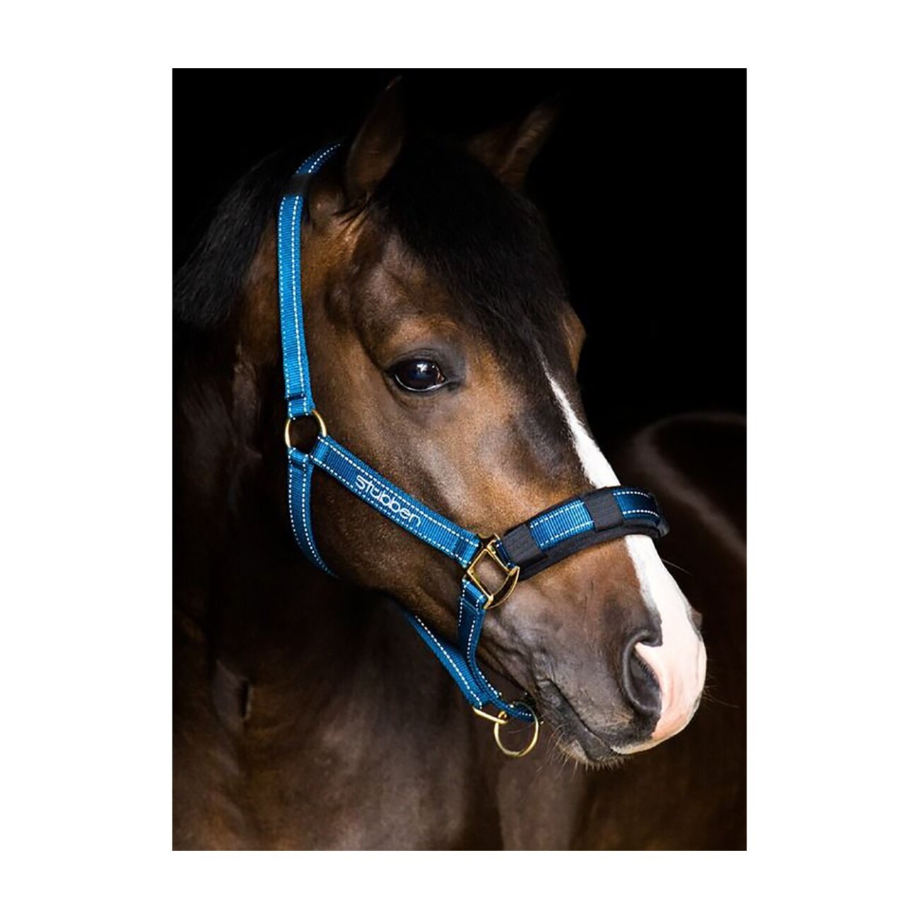 Stübben Stallhalfter WB (Warmblut)