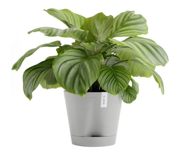 Ecopots Kunststoff-Topf Venice 2, rund